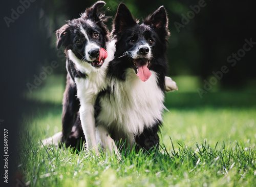 Two beautiful dogs of black and white color play on the green field Fototapet