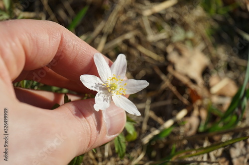 Close up view of windflower in hand - wood anemone.
