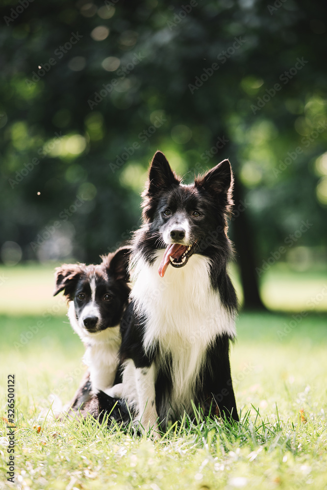 Two beautiful dogs of black and white color play on the green field. They sit and hug each other. One of them is a puppy. Border collie breed.