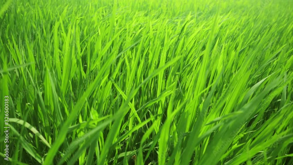 Green field of rice growing in Asia. Nature and harvest background. Green young rice field, wind blowing, Green rice plants growing. Green field of rice growing in Asia. Nature and harvest background. Green young rice field, wind blowing, Green rice plants growing.