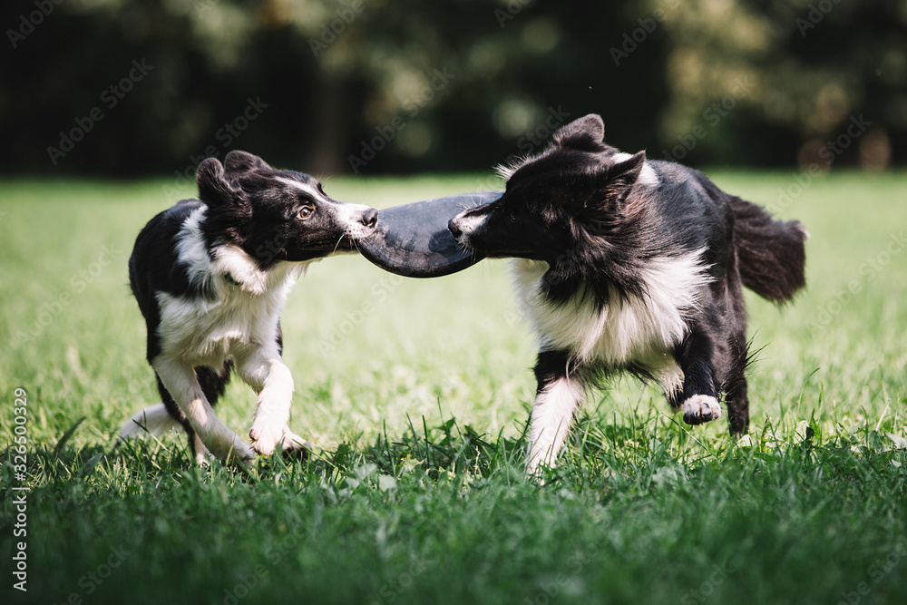Two beautiful dogs of black and white color play on the green field. They run around together and catch a disk. Border collie breed.