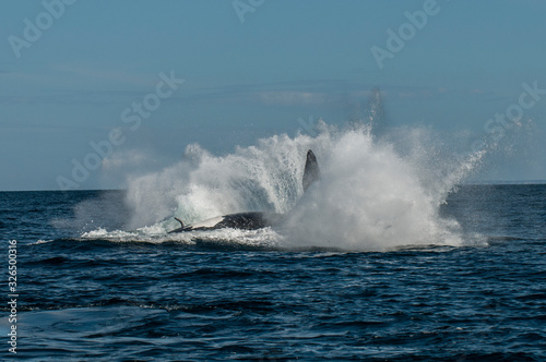 Southern Right Whale jumping, Patagonia, Argentina