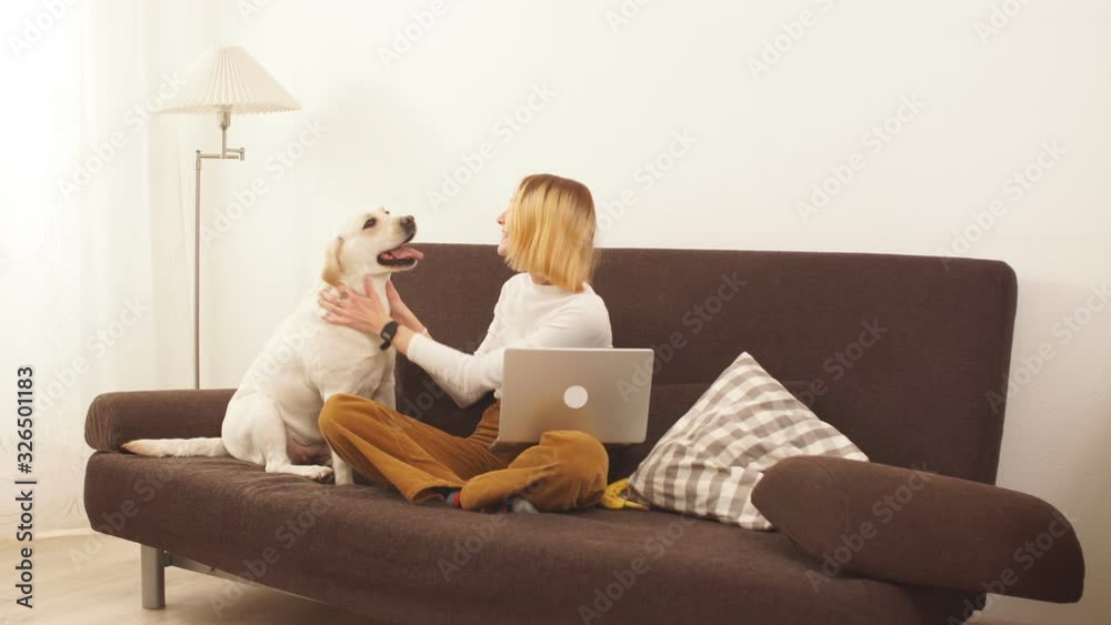Modern young girl distracted from work behind a laptop to show affection to her pet. Modern young girl distracted from work behind a laptop to show affection to her pet.