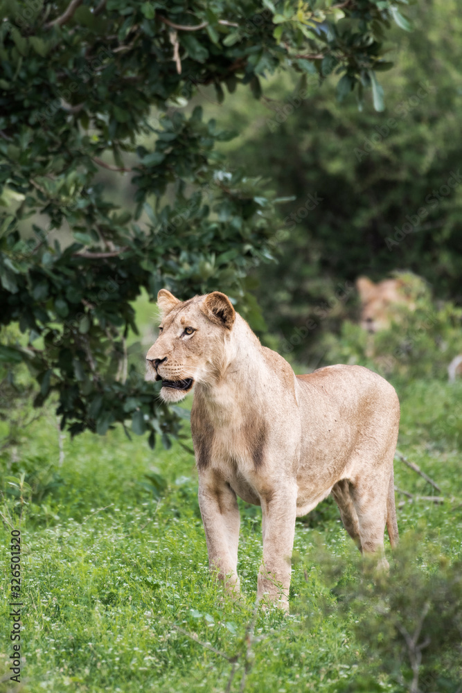 A lioness in the Ntsiri Nature Reserve A lioness in the Ntsiri Nature Reserve