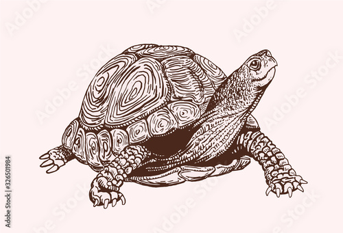 Graphical vintage sketch of tortoise, vector sepia illustration