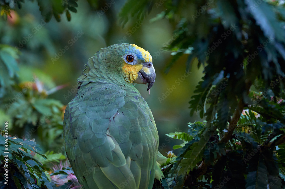 Parrot among the tree canopy