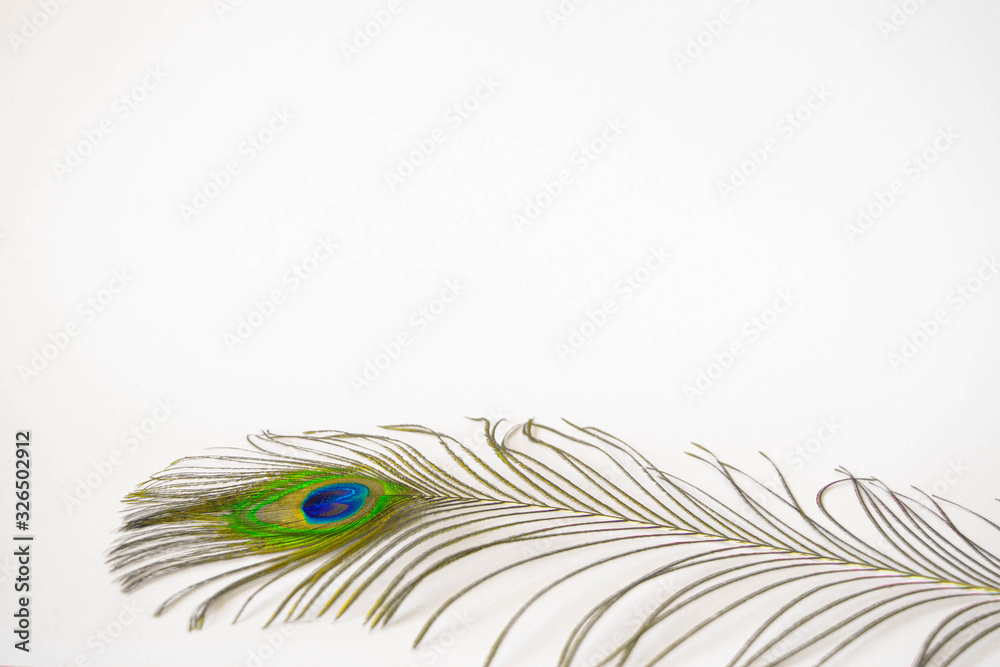 Fototapeta premium Beautiful feathers from a peacock's tail on an isolated white background.