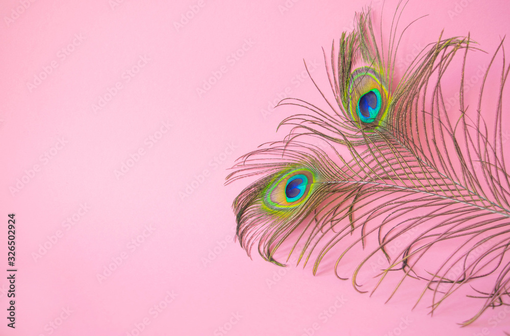 Obraz premium Beautiful feathers from a peacock's tail on an isolated pastel light pink background.