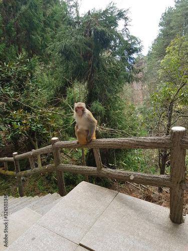 the pensive and languid look of a monkey sitting on a railing