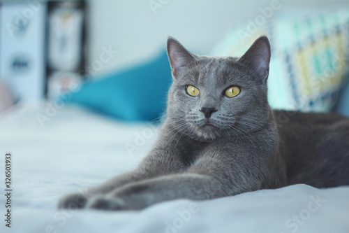 Fototapeta Naklejka Na Ścianę i Meble -  Gray cat relaxing on bed.Russian blue cat at cozy home interior. Pet care, friend of human.