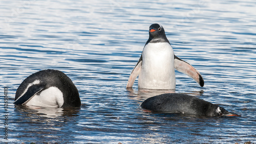  Gentoo Penguin, Neko harbour,Antartica