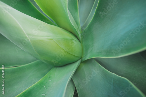 Aloe vera agave plant close up background © Preeya