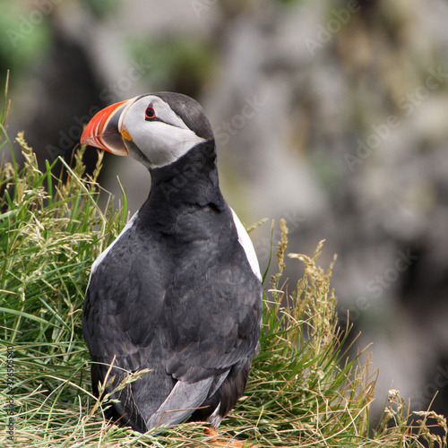 puffin on the rock © Paul