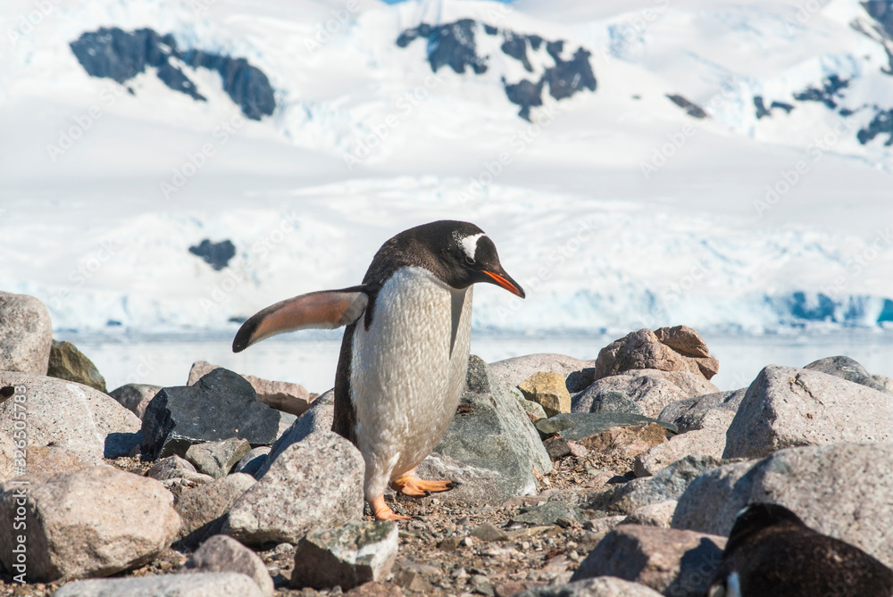 Fototapeta premium Gentoo Penguin, Neko harbour,Antartica