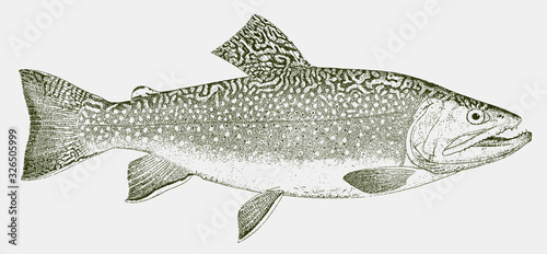 Brook trout salvelinus fontinalis, food fish from North America, Europe and Asia