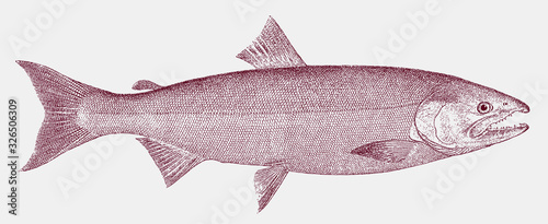 Chinook salmon oncorhynchus tshawytscha, marine fish from the North Pacific Ocean in side view photo
