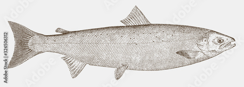 Print op canvas Atlantic salmon salmo salar, threatened marine fish from the North Atlantic Ocea
