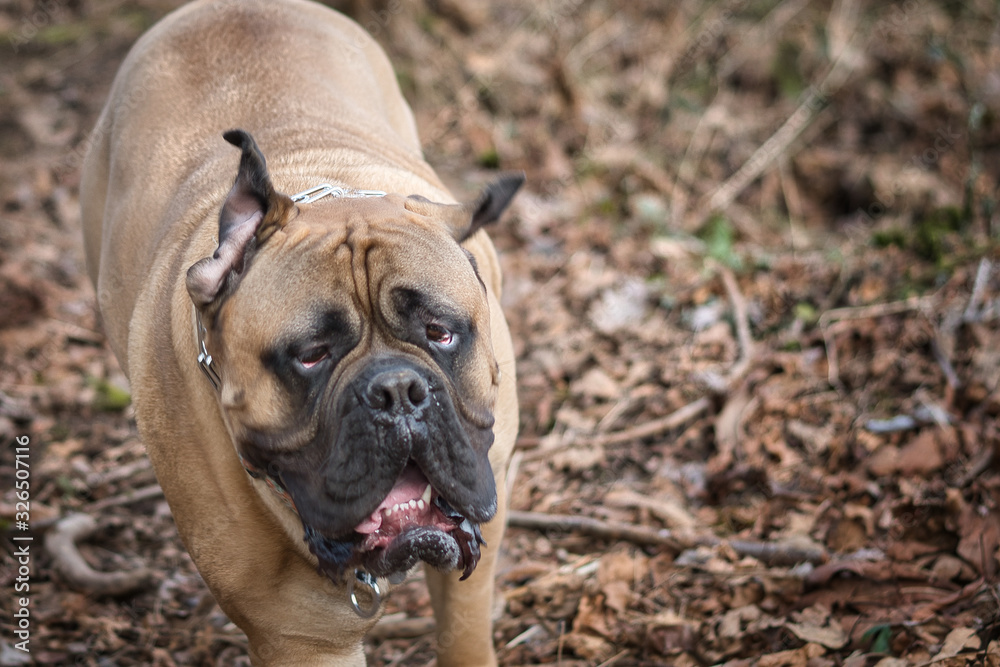 2020-02-25 A TIRED BULL MASTIFF RUNNING IN THE WOODS