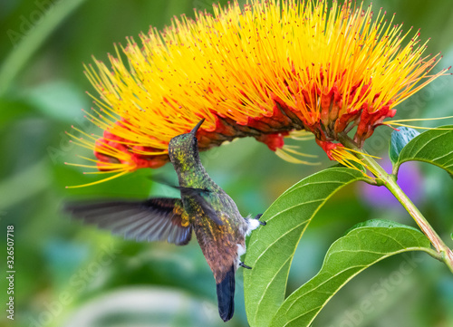 A juvenile Copper-rumped hummingbird feeding on the Combretum flower (Monkey Brush) in a tropical garden. photo