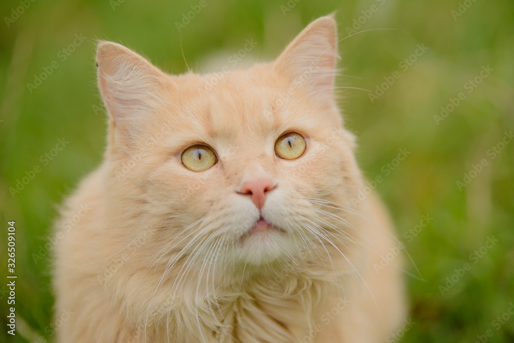 Light red peach fluffy beautiful cat sitting in the grass, portrait