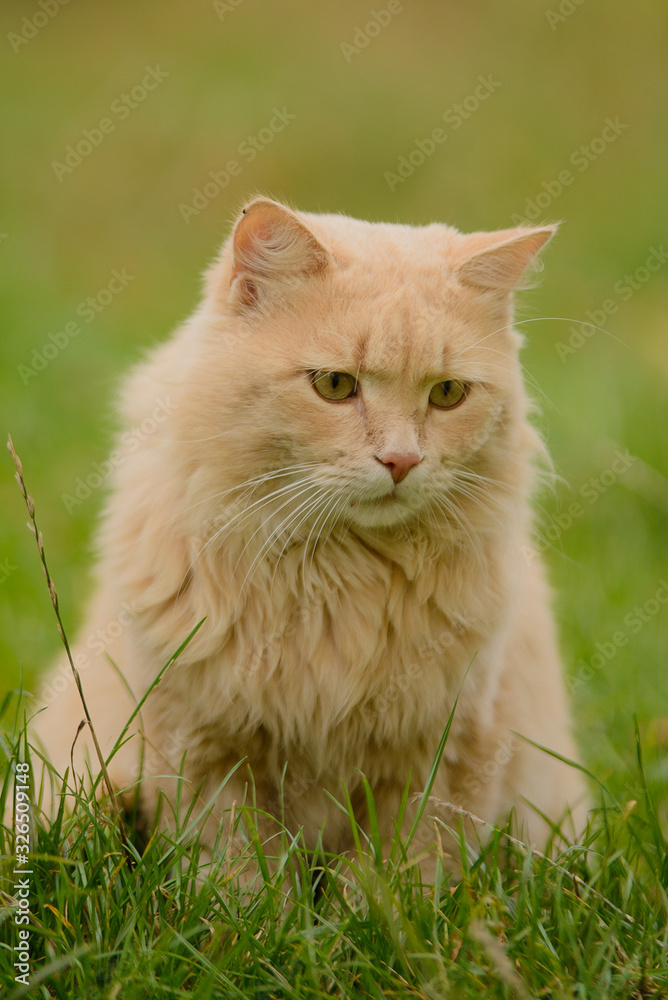 Light red peach fluffy beautiful cat is sitting in the grass, the cat is very sad, portrait