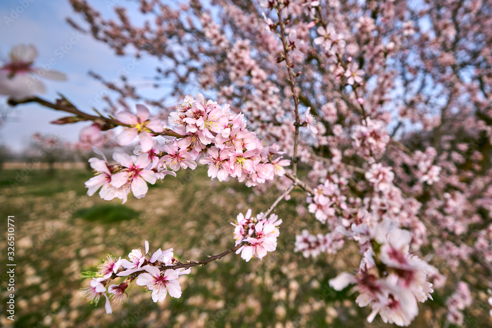 pretty almond blossoms in spring pretty almond blossoms in spring