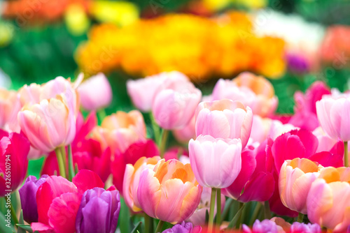 Defocus floral spring backgDefocus floral spring background of colorful tulips on a blurred backgroundround of colorful tulips on a blurred background photo