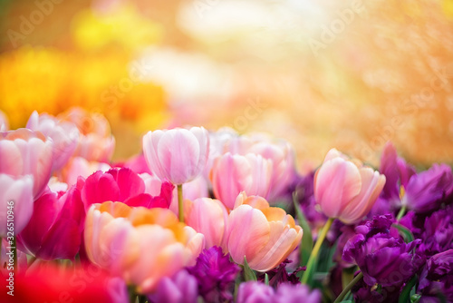 Defocus floral spring background of colorful tulips on a blurred backgroundround of colorful tulips on a blurred background photo