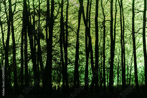 Abstract image of dark, green light behind branches. Background of trees, branches with green backlight.