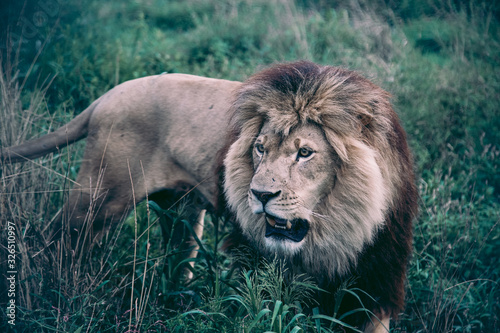 Fototapeta Naklejka Na Ścianę i Meble -  Lion Roaring 