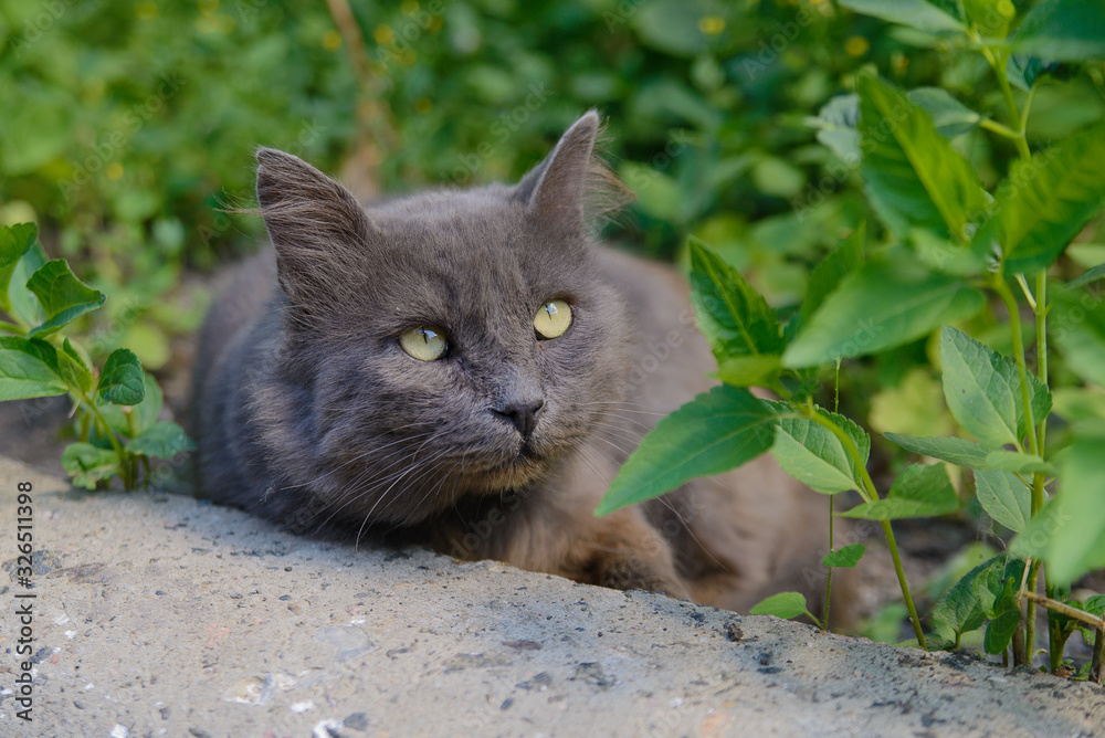 Beautiful blue cat pours in the thickets of grass Beautiful blue cat pours in the thickets of grass