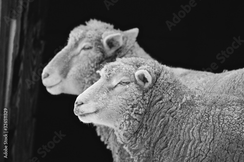 sheep, farm animal, barn animal, white sheep, cute sheep, fur, two sheep