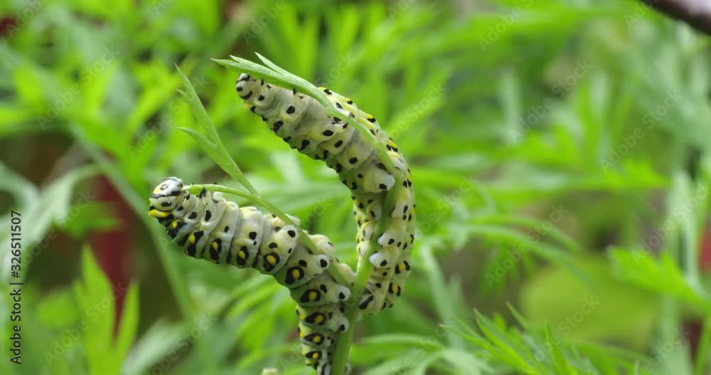 A black swallowtail, papilio polyxenes, caterpillar eating carrot top
