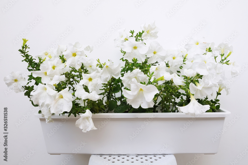 White petunia flower growing in a white pot
