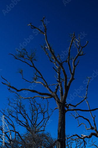 Dead Dry Trees on Blue Sky