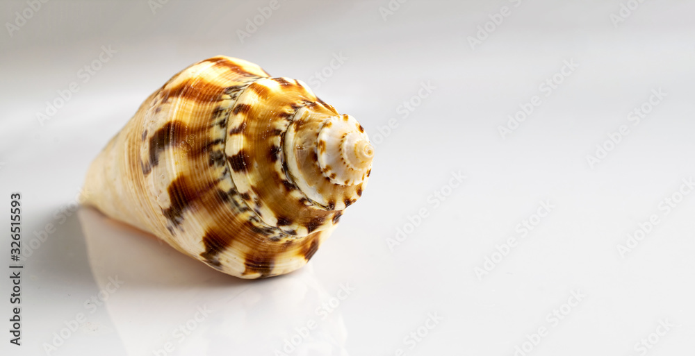 Summer background beach with natural organic color shell isolated on white backdrop. Soft focus