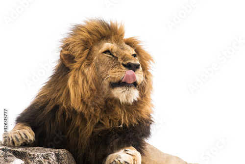 Lion licking face isolated on white background