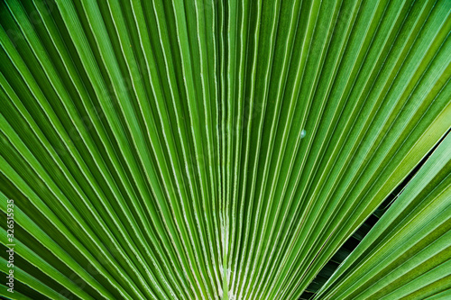 close up tropical palm leaves  jungle leaf floral background