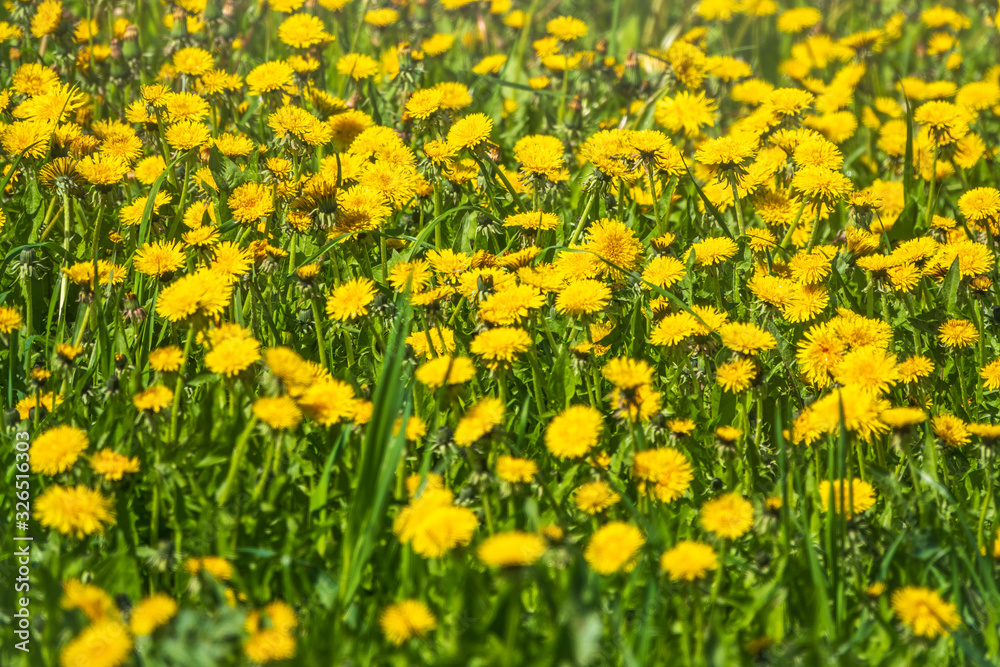 Field of yellow dandelions Field of yellow dandelions