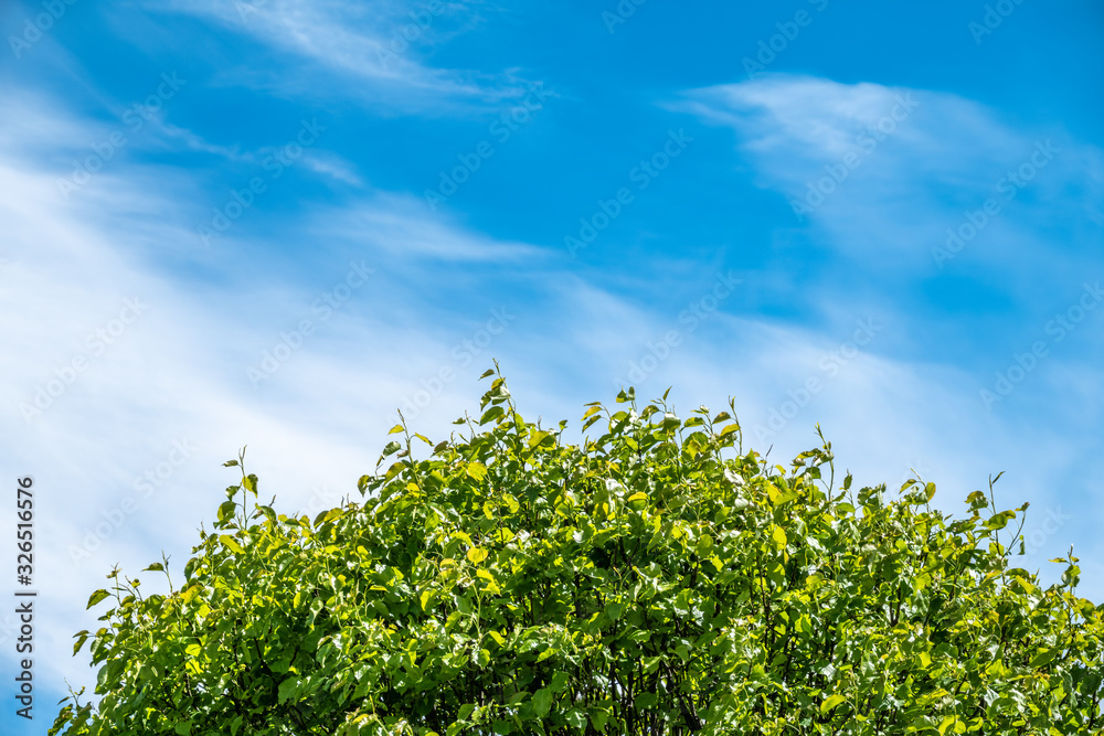 Tree branches with fresh green leaves on blue sky background.