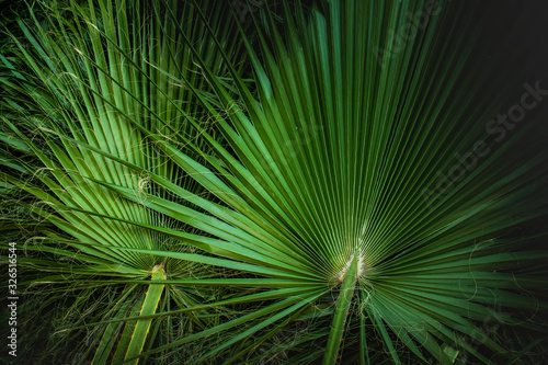 tropical palm leaves, jungle leaf floral background