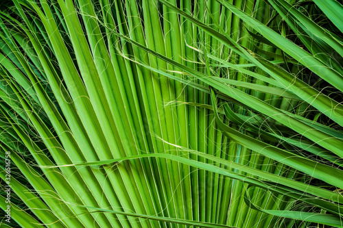 tropical palm leaves  jungle leaf floral background