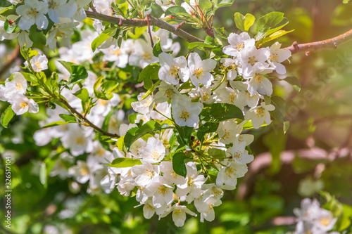 White blossoming apple trees in the sunset light