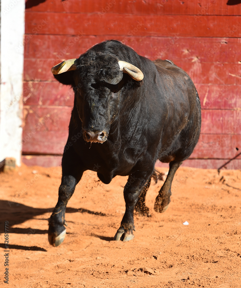toro bravo español con grandes cuernos toro bravo español con grandes cuernos