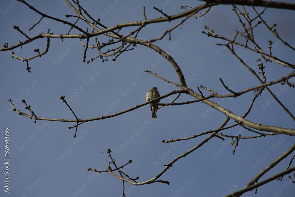 A grey bird sitting on a branch. A grey bird sitting on a branch.