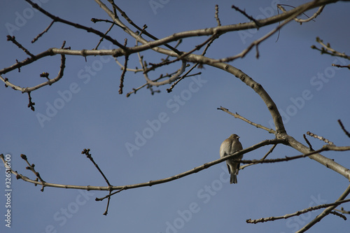 A Bird sitting on a tree branch.