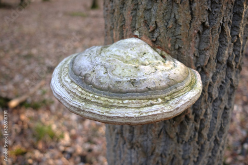 Agarikon fungus parasitising on a trunk of a tree photo