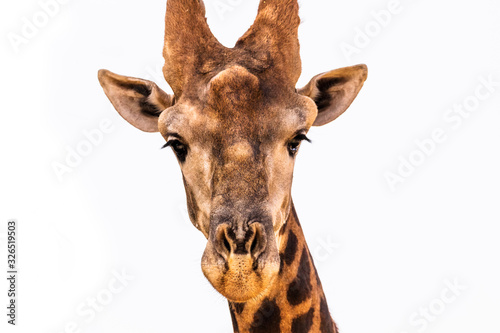 Senegal Safari Series: Giraffe © VIDEOMUNDUM