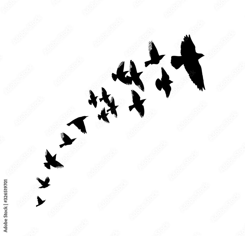 Naklejka A flock of flying birds silhouette. Vector illustration