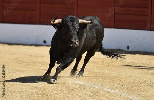 a strong bull running on a traditional spectacle of bullfight 